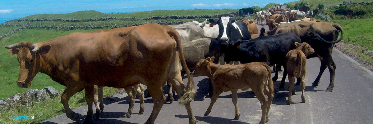 Van Tour in Sao Jorge Island - Azores