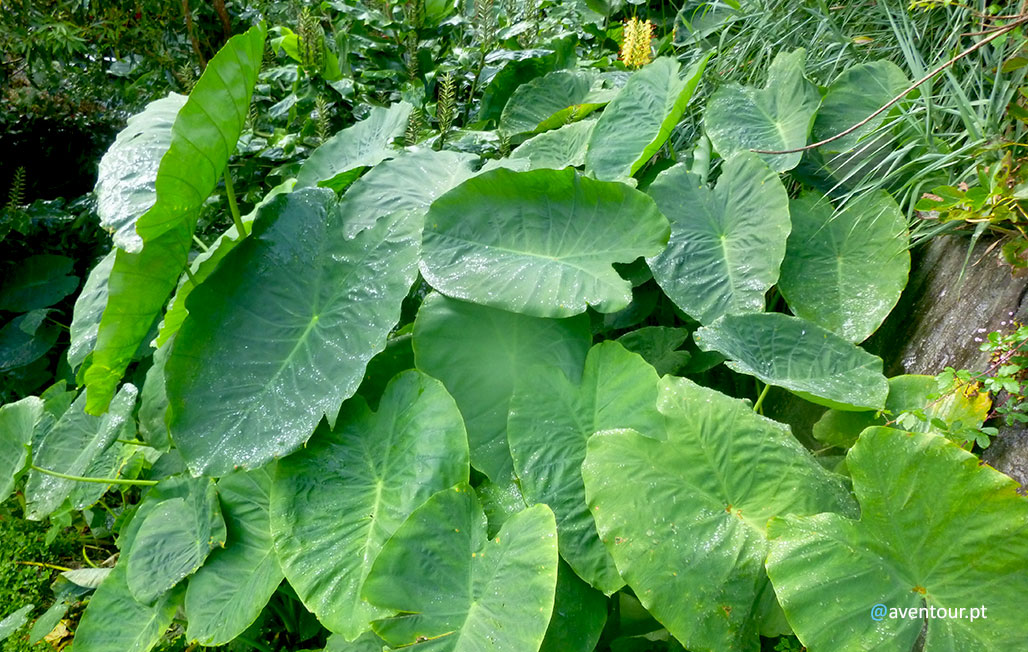 Inhames na Fajã D`Além na ilha de São Jorge nos Açores