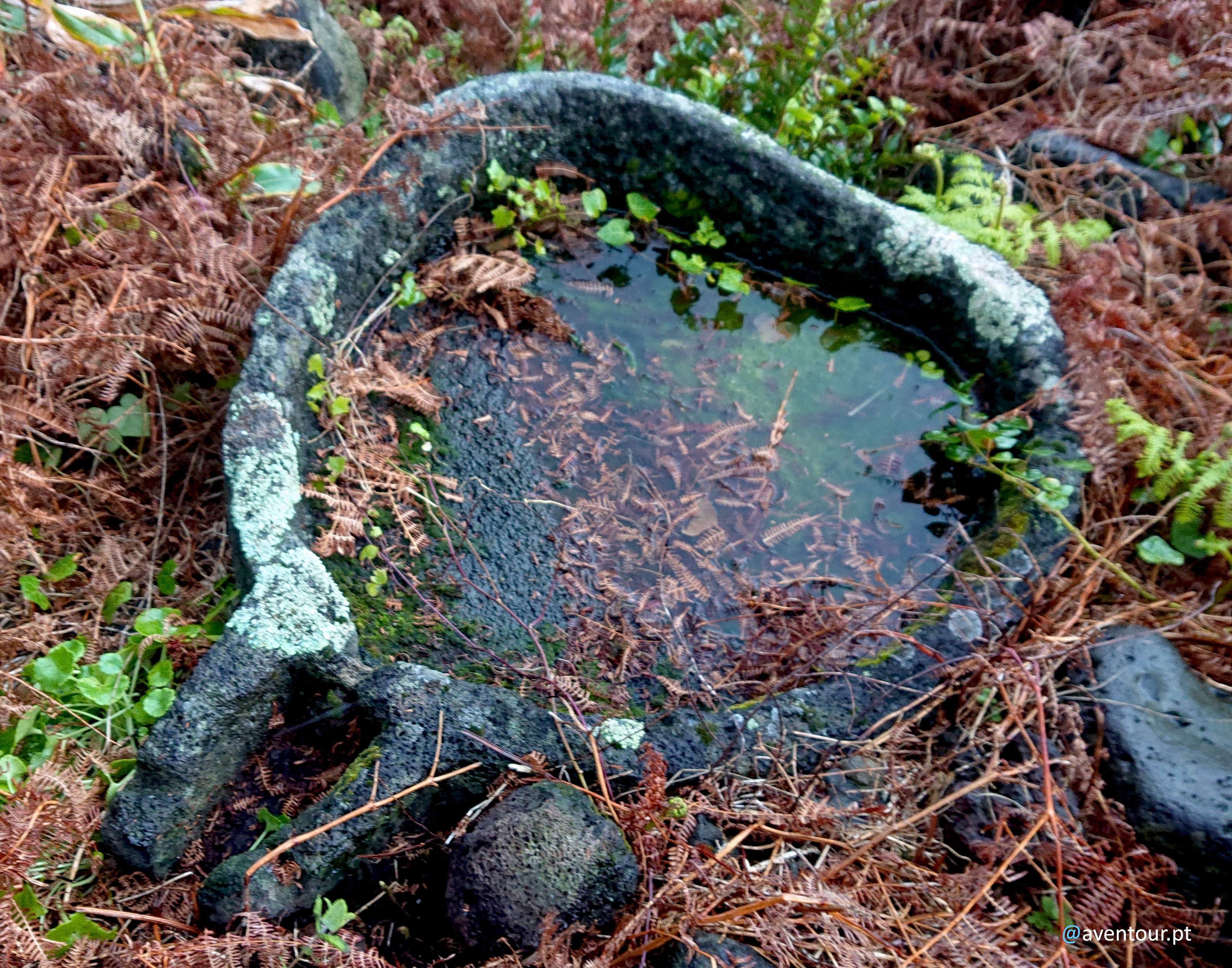 Lagar na Fajã Rasa no lugar do Toledo na ilha de São Jorge nos Açores